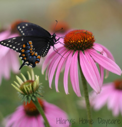 Hilary's Home Daycare - Black Swallowtail Butterfly release!